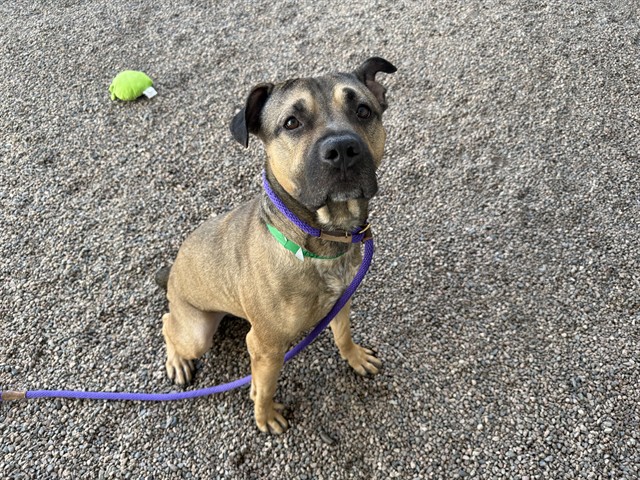 Julio, a Pit Bull Terrier (mix breed), available for adoption
