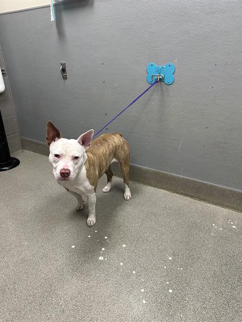 Tadpole, a American Staffordshire Terrier, available for adoption