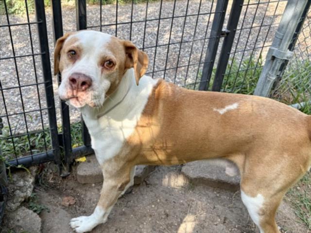 Fido, a American Staffordshire Terrier (mix breed), available for adoption