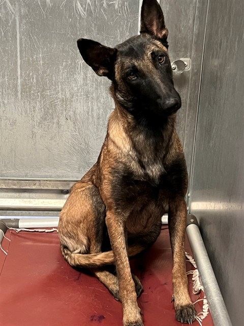 Starla, a Belgian Shepherd Malinois, available for adoption