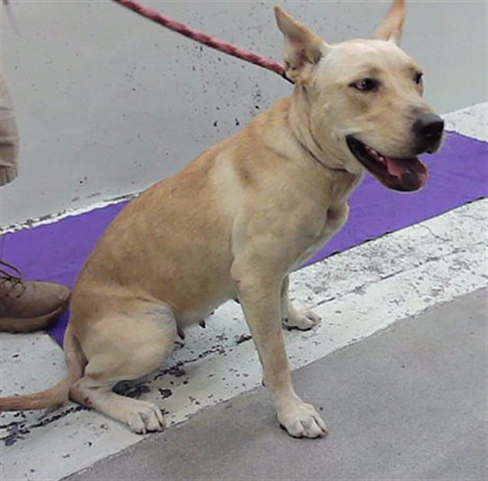 Leona, a German Shepherd, available for adoption