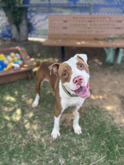 Bridge, a Pit Bull Terrier, available for adoption