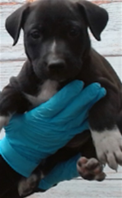 Dona, a Shepherd (mix breed), available for adoption