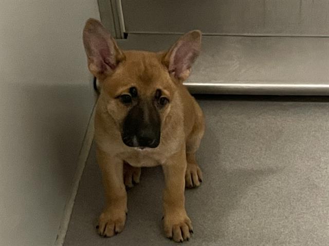 Tansy, a German Shepherd, available for adoption