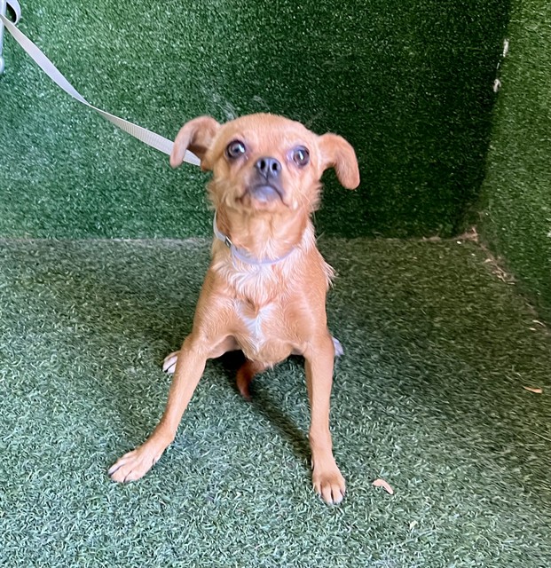 Maximus, a Chihuahua, available for adoption