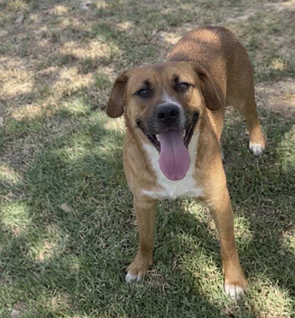 Spade, a German Shepherd, available for adoption