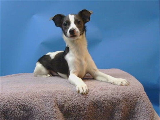 A5798404, a Chihuahua, available for adoption