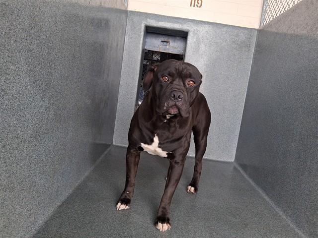 Deuce, a Bullmastiff, available for adoption