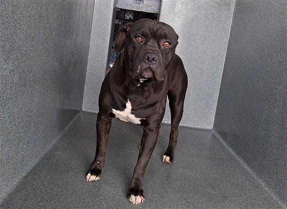 Other Photos of thie Dog