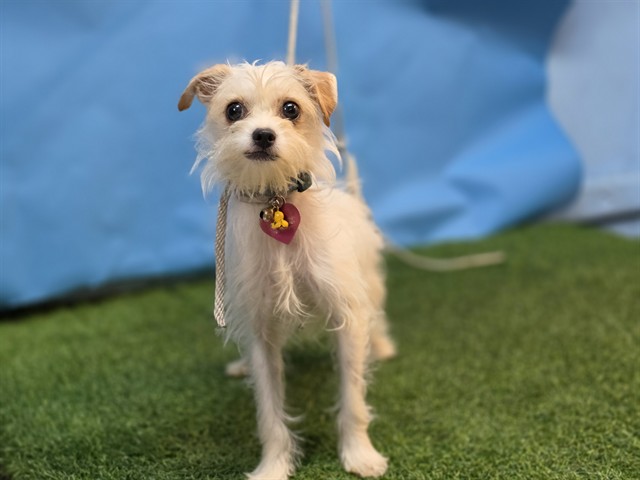 A5798015, a Terrier, available for adoption