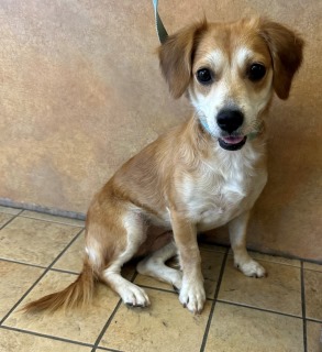 Summer, a Spaniel (mix breed), available for adoption