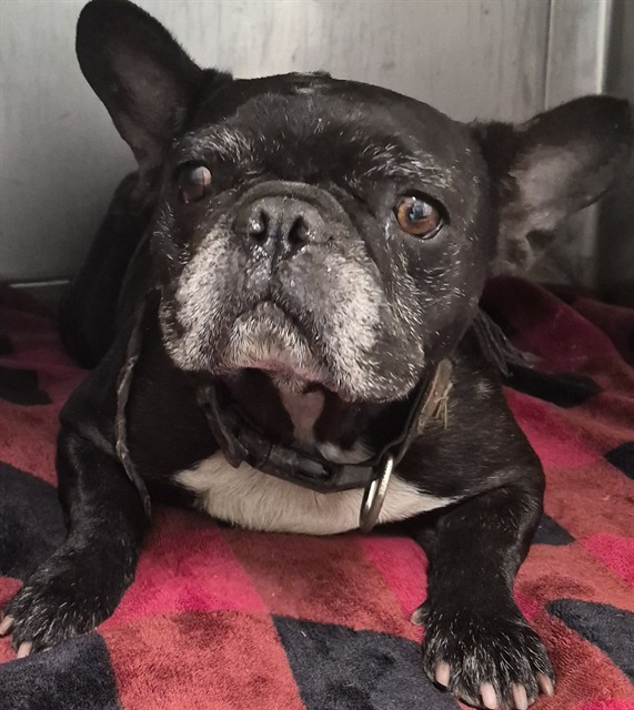 A5799637, a French Bulldog, available for adoption