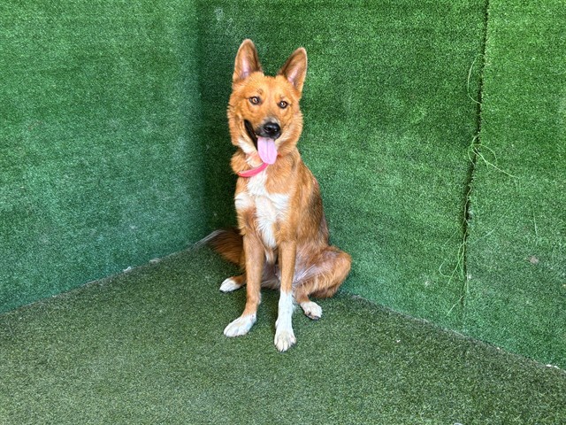 Una, a Australian Shepherd, available for adoption