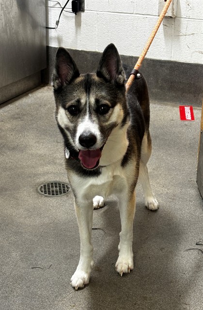 Surrey, a Siberian Husky (mix breed), available for adoption