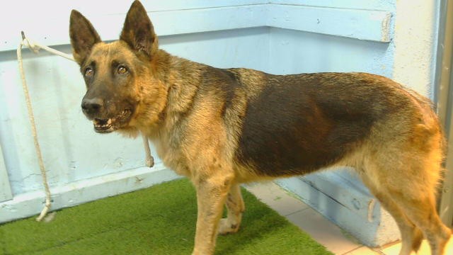 Lexis, a German Shepherd, available for adoption