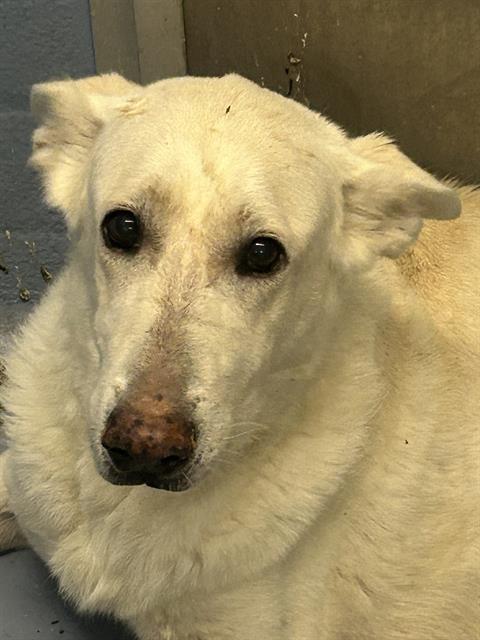 Cloy, a German Shepherd, available for adoption