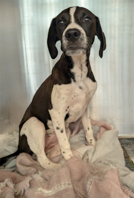 Shakira, a Bluetick Coonhound (mix breed), available for adoption