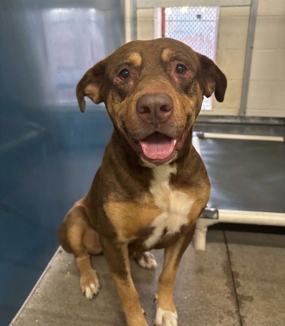 Mr Goodbar, a Rottweiler (mix breed), available for adoption