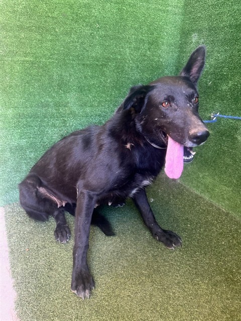 Blackie, a German Shepherd, available for adoption