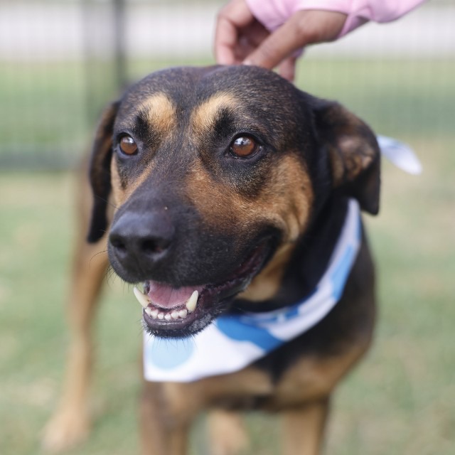 Elvis, a German Pinscher (mix breed), available for adoption