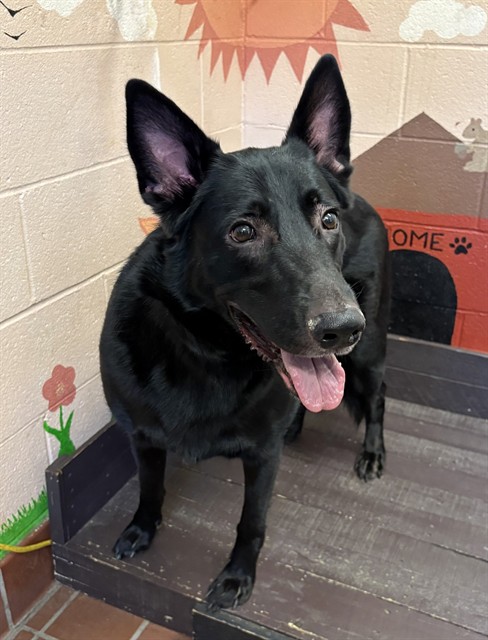 Katsu, a Belgian Shepherd Malinois, available for adoption