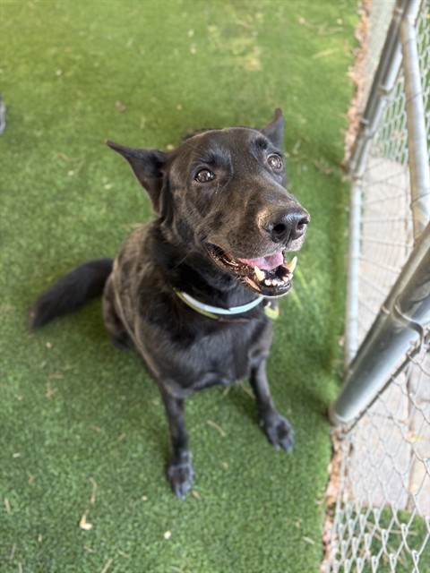Katsu, a Belgian Shepherd Malinois, available for adoption