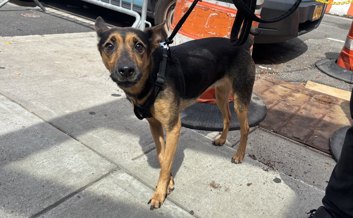 Layla, a German Pinscher, available for adoption
