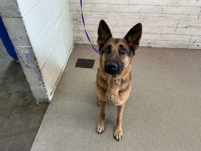 Bambi, a German Shepherd, available for adoption