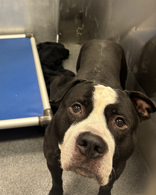 Buck, a Pit Bull Terrier (mix breed), available for adoption