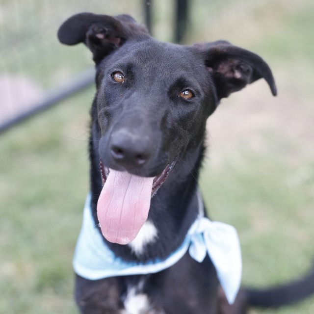 Livi, a Retriever (mix breed), available for adoption