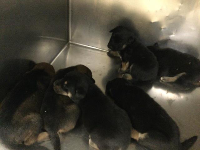 Ren, a Doberman Pinscher (mix breed), available for adoption