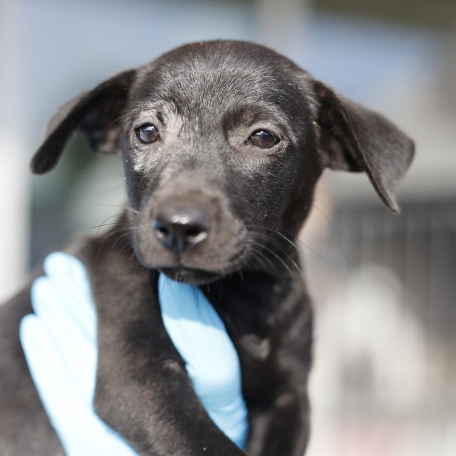 Nate, a Shepherd (mix breed), available for adoption
