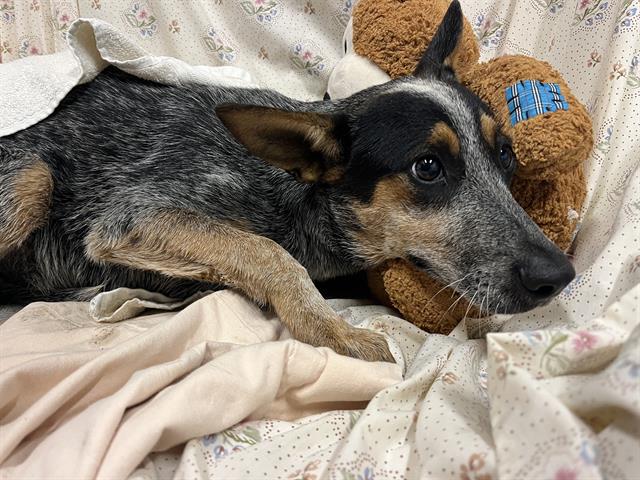 Skeeter, a Cattle Dog, available for adoption
