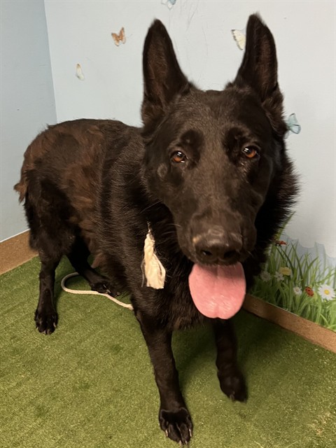 Kwame, a German Shepherd, available for adoption