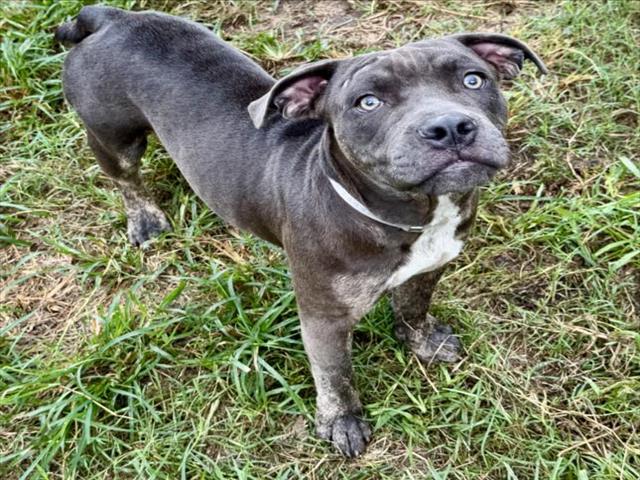 Rocket, a American Bulldog (mix breed), available for adoption