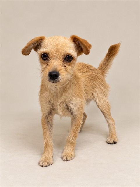 Amelia, a Terrier, available for adoption