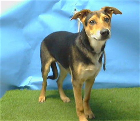 Bolt Arthur, a German Shepherd, available for adoption