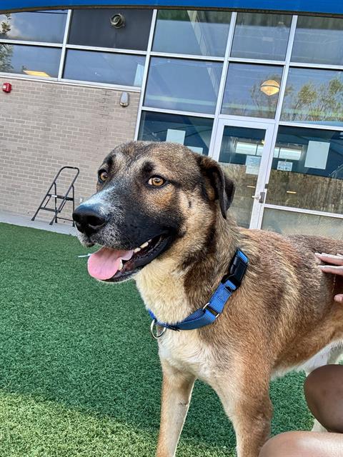 Lawlence, a German Shepherd (mix breed), available for adoption