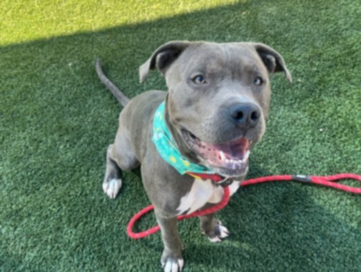 Braxx, a Pit Bull Terrier, available for adoption