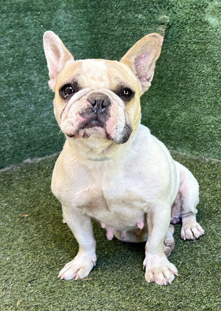 A5805791, a French Bulldog, available for adoption