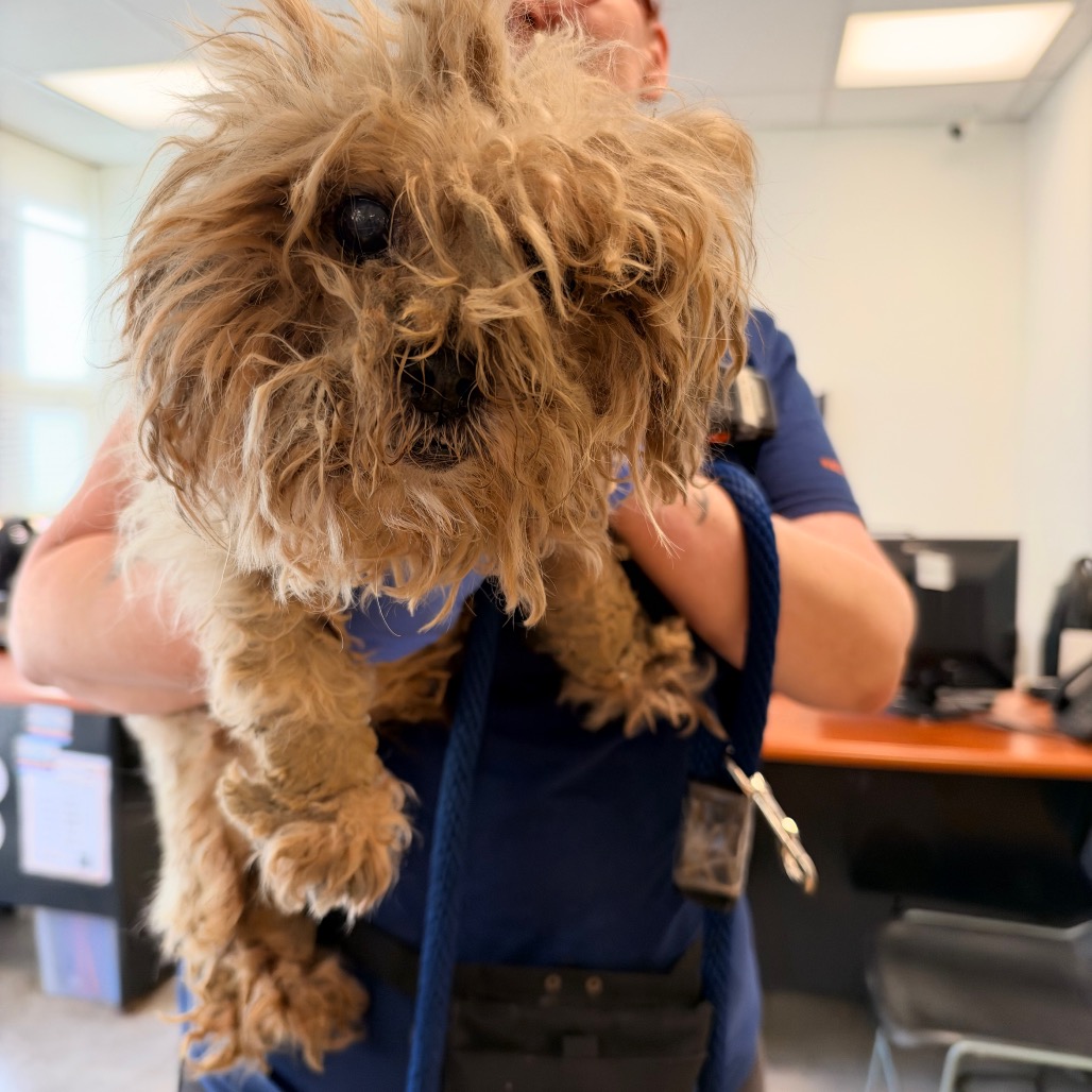 Linguini, a Poodle (mix breed), available for adoption
