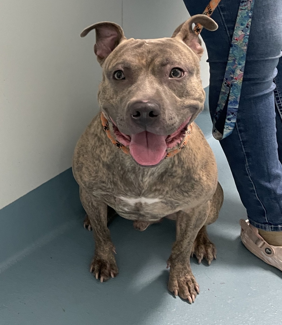 Rex, a Pit Bull Terrier, available for adoption