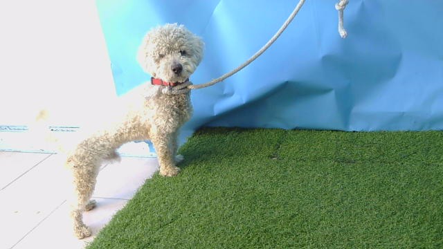 A5807404, a Poodle, available for adoption