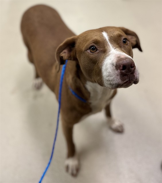 Sunny, a Pit Bull Terrier (mix breed), available for adoption