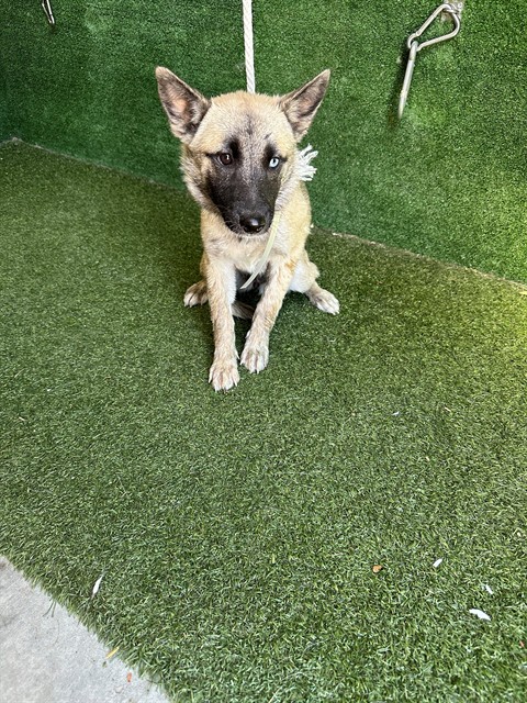 Athena, a German Shepherd, available for adoption