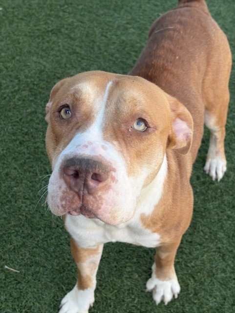 Poppy, a Pit Bull Terrier (mix breed), available for adoption