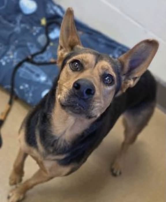 Jane, a Shepherd (mix breed), available for adoption