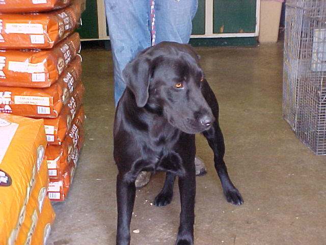Other Photos of thie Dog