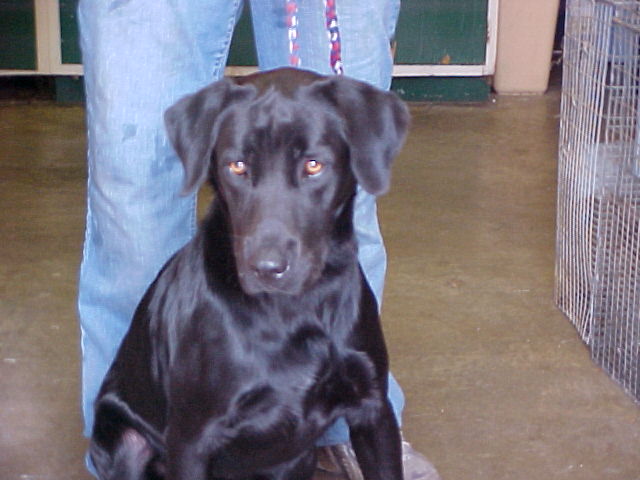 Other Photos of thie Dog