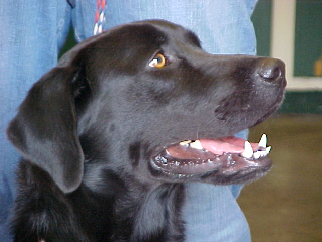 Other Photos of thie Dog